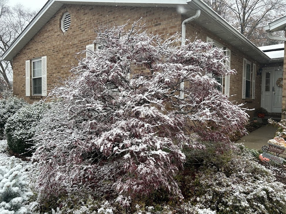 snow on Japanese maple